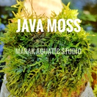 Aquascape Plant Java Moss Safe Shrimp