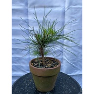 Japanese Black Pine Bonsai