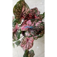 Titian Mas/JambatanMas Bunga Caladium/Keladi Pokok / Ubi /bulb / Keladi Duyung / Caladium Borneo