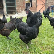 TELUR AYAM CEMANI LIDAH ABU UNTUK DI TETASKAN