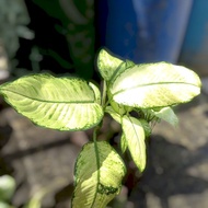 tanaman hias aglonema,aglonema tissue,aglonema putih,aglonema diven