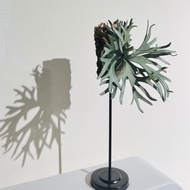 P. white hawk白霍克_皮革鹿角蕨