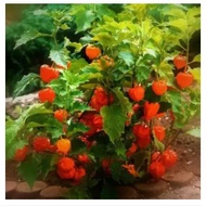 edible*Dwarf Peruvian groundcherry plant seed- Physalis peruviana