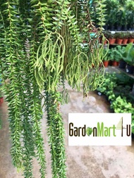 GardenMart4U Huperzia Phlegmaria Tassel Fern Gergaji Pokok Paku Pakis 杉叶石松