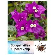 Bougainvillea Dwarf Seeds (10pcs)seeds PVW1