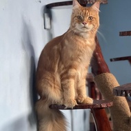 Kucing Mainecoon Super Jumbo Pedigree Cfa Sudah Steril Kucing Raksasa