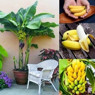 เมล็ดพันธุ์กล้วย ต้นคล้าใบตอง (Dwarf Banana Seeds) Rare Fruit Seeds พันธุ์ไม้ผล เมล็ดพันธุ์ผัก บอนไซ ต้นไม้ ต้นไม้มงคล ต้นไม้ฟอกอากาศ ต้นผลไม้ ต้นไม้แคระ พันธุ์ไม้หายาก ผักสวนครัว บรรจุ 50 เมล็ด คุณภาพดี ราคาถูก เมล็ดพันธุ์แท้ 100% ปลูกง่ายปลูกได้ทั่วไทย