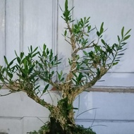 BONSAI ANTING PUTRI SIAP PAJANG