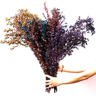 Fine Leaf Eucalyptus Leaf Dried Flower Money Leaf Preserved Flower Eucalyptus Leaf Copper Co