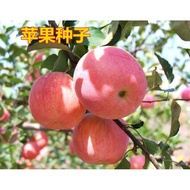 ⭐10.7 Apple Seeds Apple Tree Seeds Potted Apple Tree Seeds