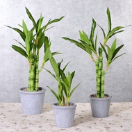Artificial Lucky Bamboo Plant Potted, Faux Lucky Bamboo in Pot, Realistic Fake Green Plants Home Dec