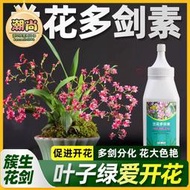 【樂樂屋】蘭花多劍素蝴蝶蘭多劍王爆芽素君子蘭肥料營養液專用蘭科批發
