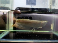 Silver Arowana baby 3inci+- 4inci +- Ikan Arowana baby live fish