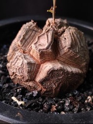 小深裂)南非龜甲龍  4.4cm 連 花盆  塊根 植物 盆栽 非象牙宮 Plant  caudex 👑 9年老店