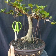 Bonsai ficus dolar berkarakter-size mame