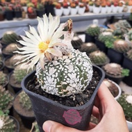 kaktus astrophytum asterias V