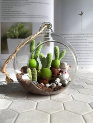 不老多肉- 碧光環小兔子