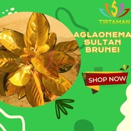 SALE TERBARU!!! AGLONEMA SULTAN BRUNEI / AGLAONEMA SP KUNING EMAS