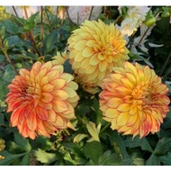 DINNERPLATE DAHLIA TUBER ID Lake Ontario