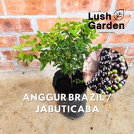 Anggur Brazil / Jabuticaba 嘉宝果 巴西树葡萄 | Outdoor Fruit Tree Live Plant [Lush Garden]