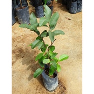 Anak Pokok Jambu Batu Siam Seedless