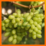 BIBIT ANGGUR IMPORT ARRA 15 GRAFTING