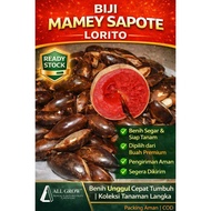 Mamey Sapote Seeds Lorito Variety (Per Seed)