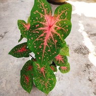 UBI KELADI CALADIUM BULB BENIH SEED THAI THAILAND (DELIMA PINK) TANAMAN HIAS HIASAN ORNAMENTAL PLANT