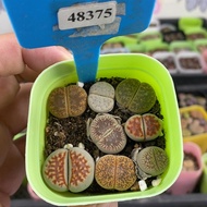 Free Shipping Over 38 Yuan#小可爱48375