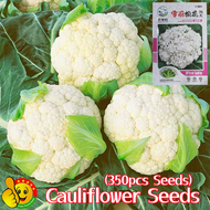 100% Original High Yield White Kuliplor Cauliflower Seeds for Planting Vegetables (Fresh 350pcs Seed