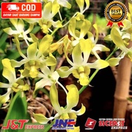 ( KNOP / SPIKE ) ANGGREK DENDROBIUM YELLOW-sudah Knop/Spike-DENDROBIUM