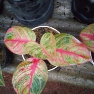 aglonema Dewi Hughes tulang merah