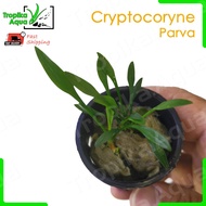 Cryptocoryne Parva 泊夫椒草 (crypt) - aquarium aqua plant aquascaping aquascape fish tank [Medium]