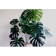 MONSTERA KING - MONSTERA BRAZILIA