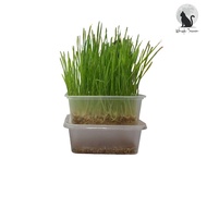 Cat Grass Growing Kit DIY Soil-less Fast Growing Cat Grass Wheat