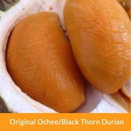  Free Baja Anak Pokok Durian Duri Hitam/ Black Thorn