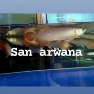 super red chili arowana arwana