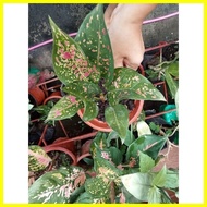 ♞#3 Garden Collection Different varieties of Aglaonema