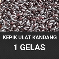 kepik ulat kandang