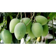 Mangga Muda 1 Biji (Buat Kerabu / Gulai)