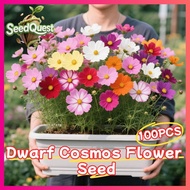 100% Original 100pcs Mixed Color Dwarf Cosmos Flower Seeds Easy to grow Malaysia Cosmos Bipinnatus B