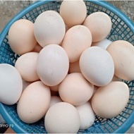 Telur Ayam Kampung untuk dimakan