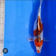 ikan koi ochiba size 18-20cm hiasan kolam