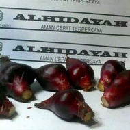 Bawang dayak basah 1 kg