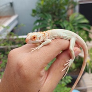 IGUANA RED SNOW