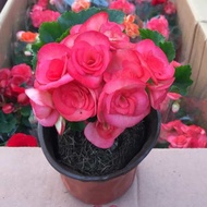 bunga ati2 bunga hidup Four Seasons rose flowering crabapple Rieger Begonia seedlings Begonia flower