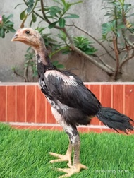 Anak Ayam Bangkok KoyTrad Super Ori Usia 2 bulan
