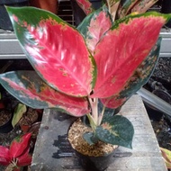 Dijual aglaonema suksom batik Murah