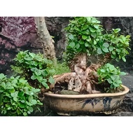 🌱 Ficus microcarpa bonsai#榕树盆栽#outdoor plant #Indoor plant#Ficus Ginseng bonsai real live plant #ana