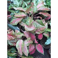 ♞,♘,♙Aglaonema Varieties Part 3 (Common to Rare)